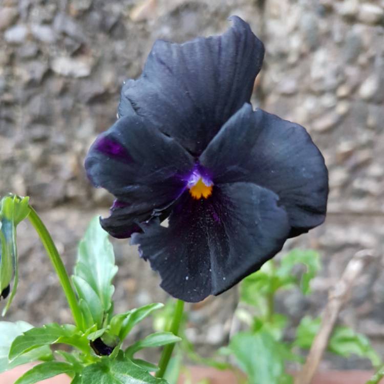 Plant image Viola cornuta 'Black Out'