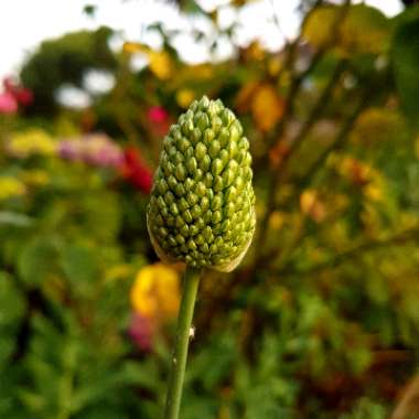 Allium sphaerocephalon