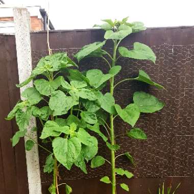 Helianthus annuus