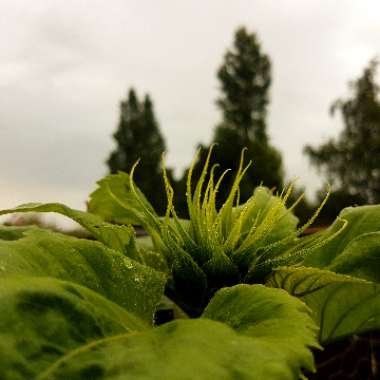 Helianthus annuus