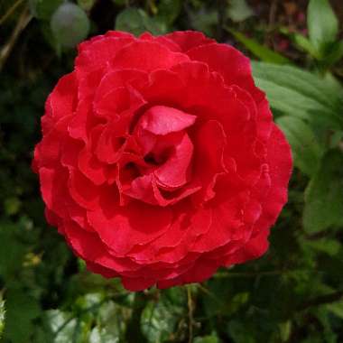 Rosa 'Ruby Anniversary'