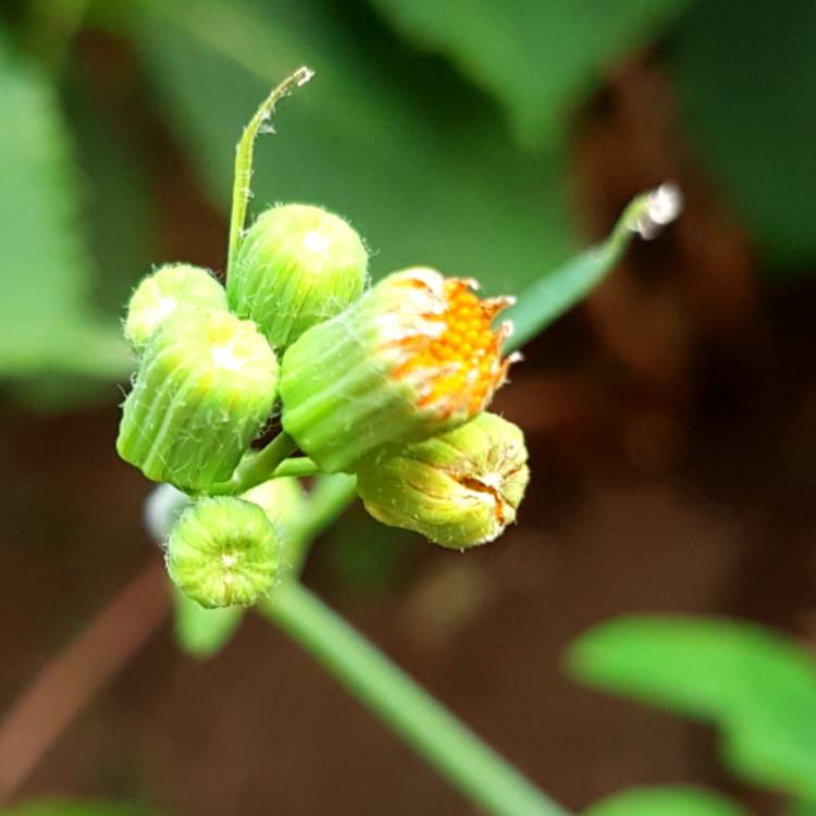 Plant image Emilia javanica