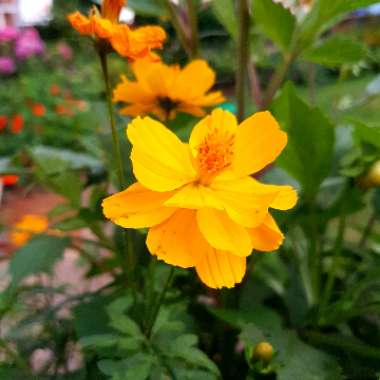 Cosmos Sulphureus 'Bright Lights' (Mixed)