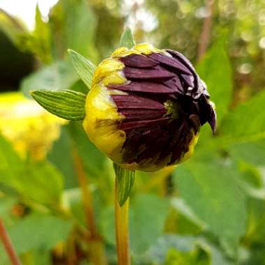 Dahlia 'Nuit d'ete'