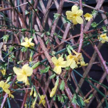 Jasminum nudiflorum