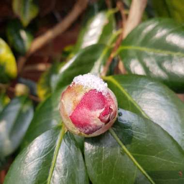 Camellia