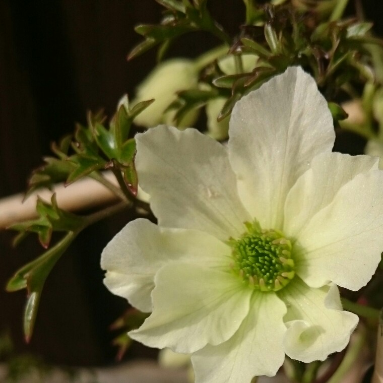 plant image 63237