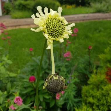 Scabiosa caucasica