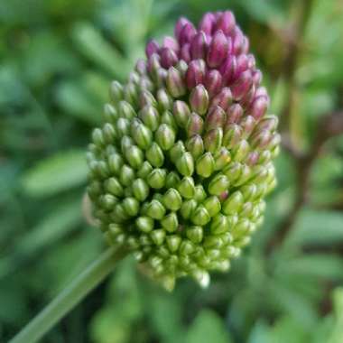 Allium sphaerocephalon