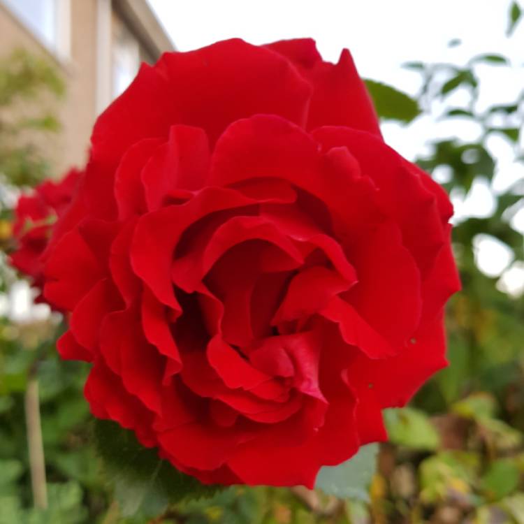 Plant image Rosa 'Ruby Anniversary'