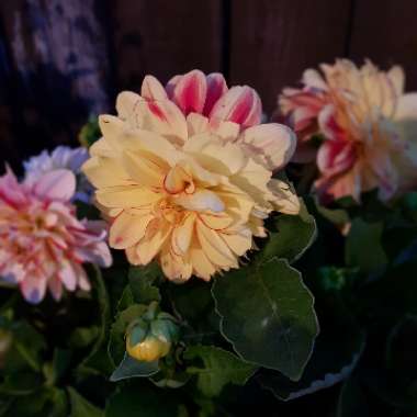 Dahlia 'Lubega Power Yellow Orange'