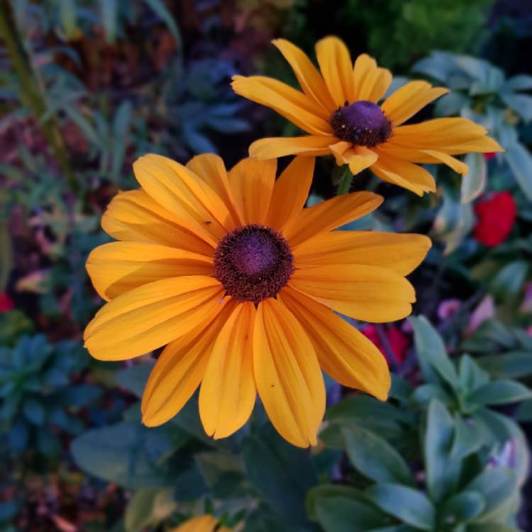 Plant image Rudbeckia 'Horrid'