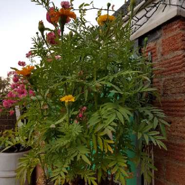 Tagetes erecta