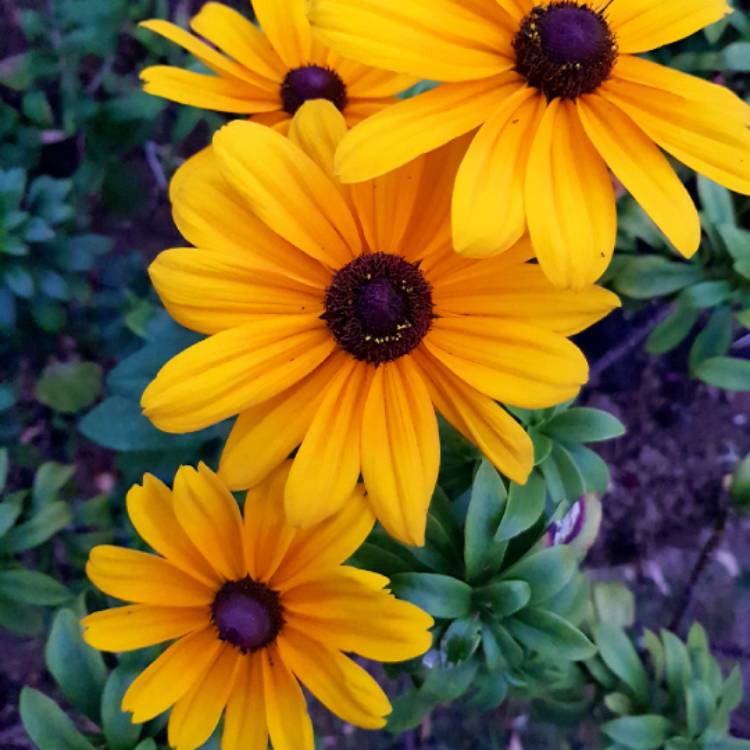 Plant image Rudbeckia 'Horrid'