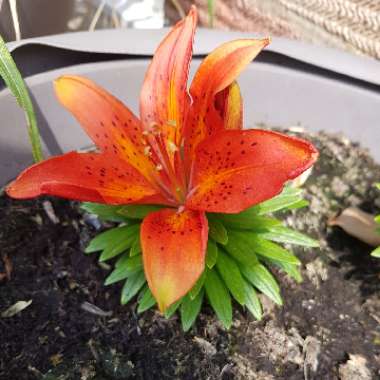 Lilium 'Blushing Joy'