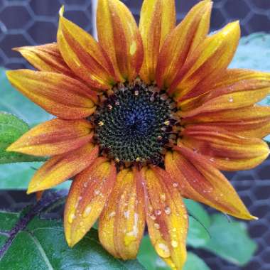 Helianthus annuus 'Crimson Queen'