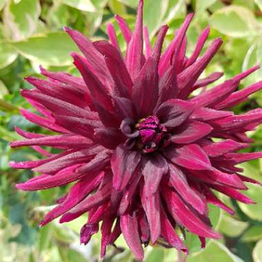 Dahlia 'Nuit d'ete'