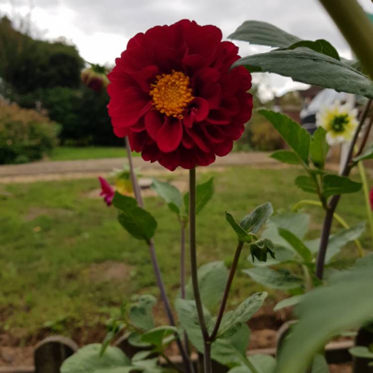 Plant image Dahlia 'New Baby'