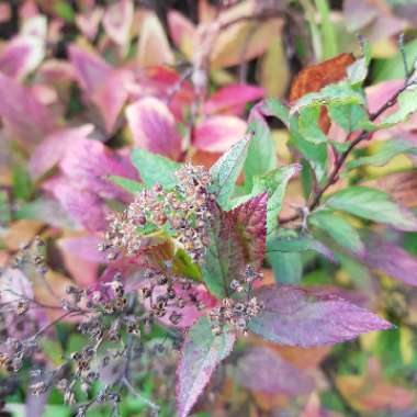 Spiraea japonica 'Goldflame' syn. Spiraea x bumalda 'Goldflame'