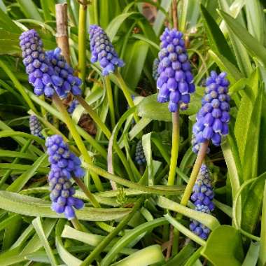 Muscari latifolium