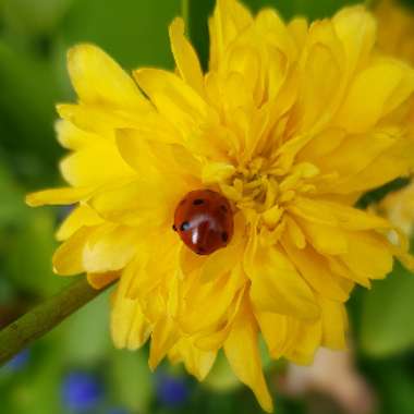 Kerria japonica 'Golden Guinea'