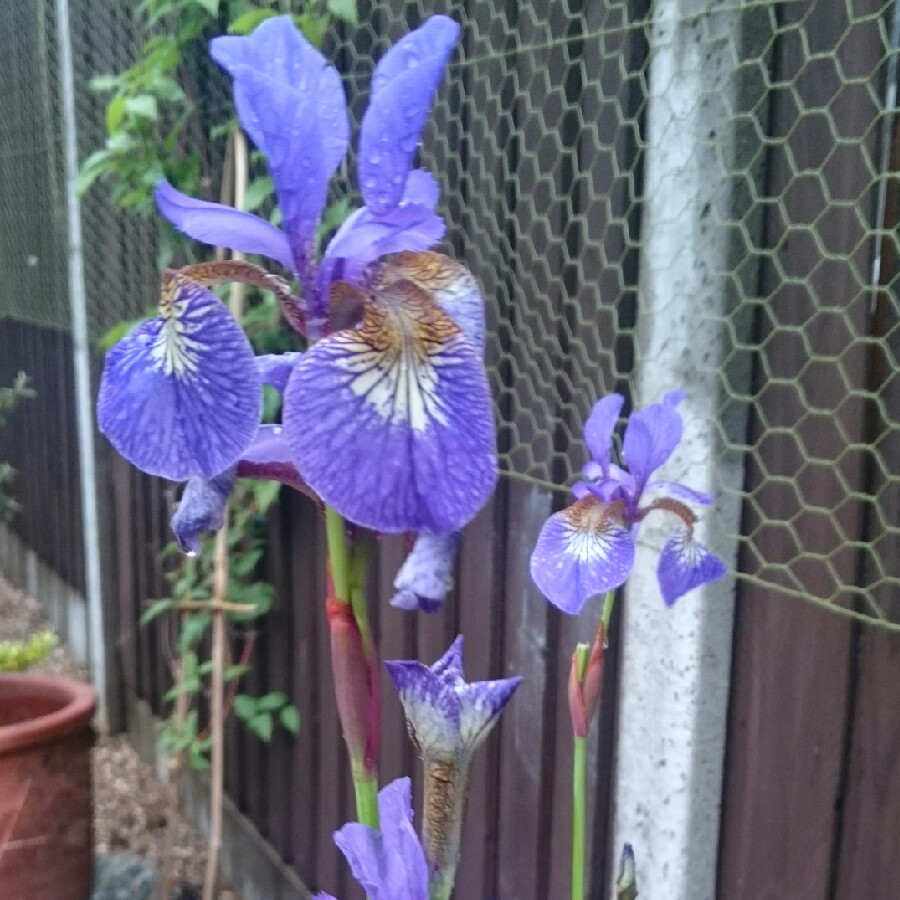 Iris Setosa