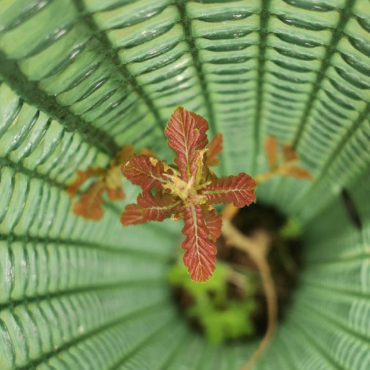 Plant image Quercus robur 'fastigiata Koster' ; syn.  Quercus robur 'Kosteri Fastigiata'