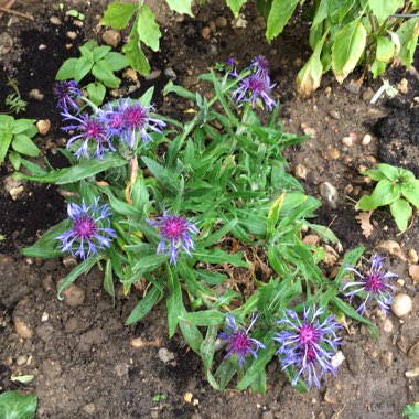 Perennial Cornflower 'Gold Bullion'