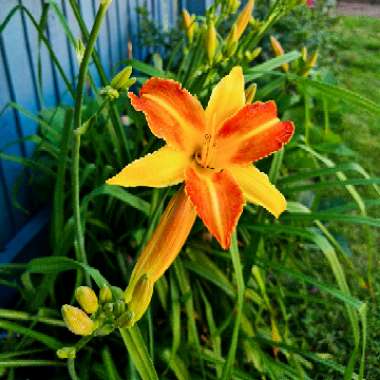 Daylily (Species) Common Orange Daylily