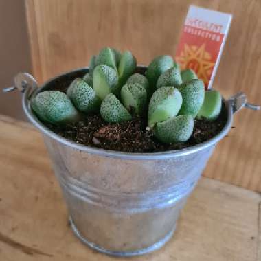 Lithops Lesliei Albinica