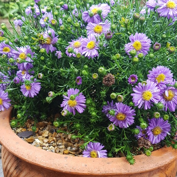 Plant image Aster amellus 'Rudolph Goethe'