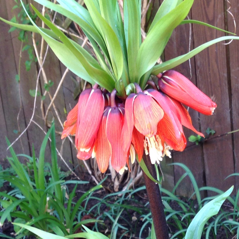 Plant image Fritillaria imperialis 'Lutea'