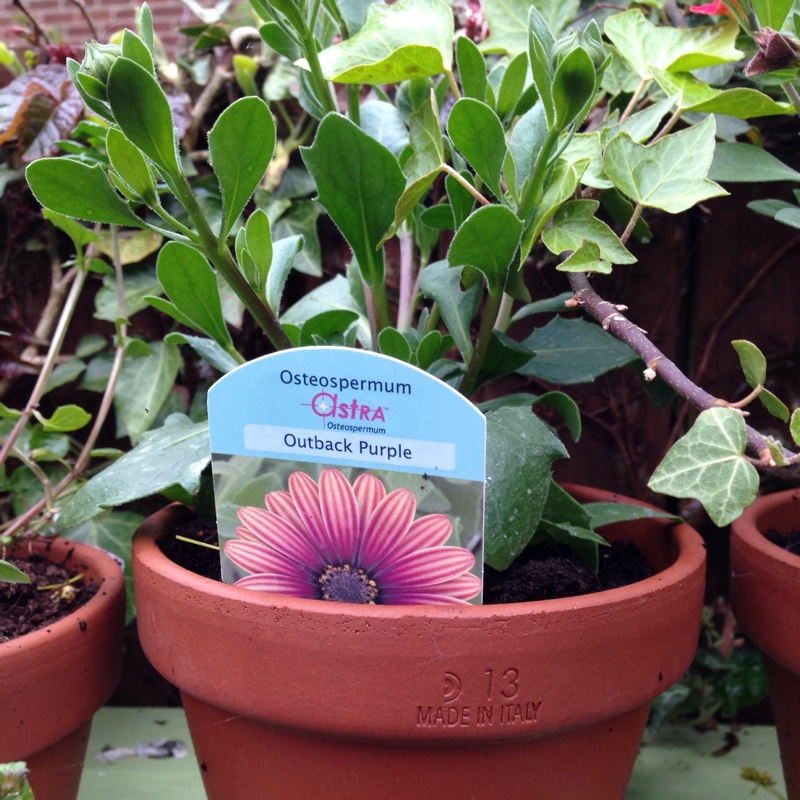 Plant image Osteospermum Serenity 'Pink Magic'