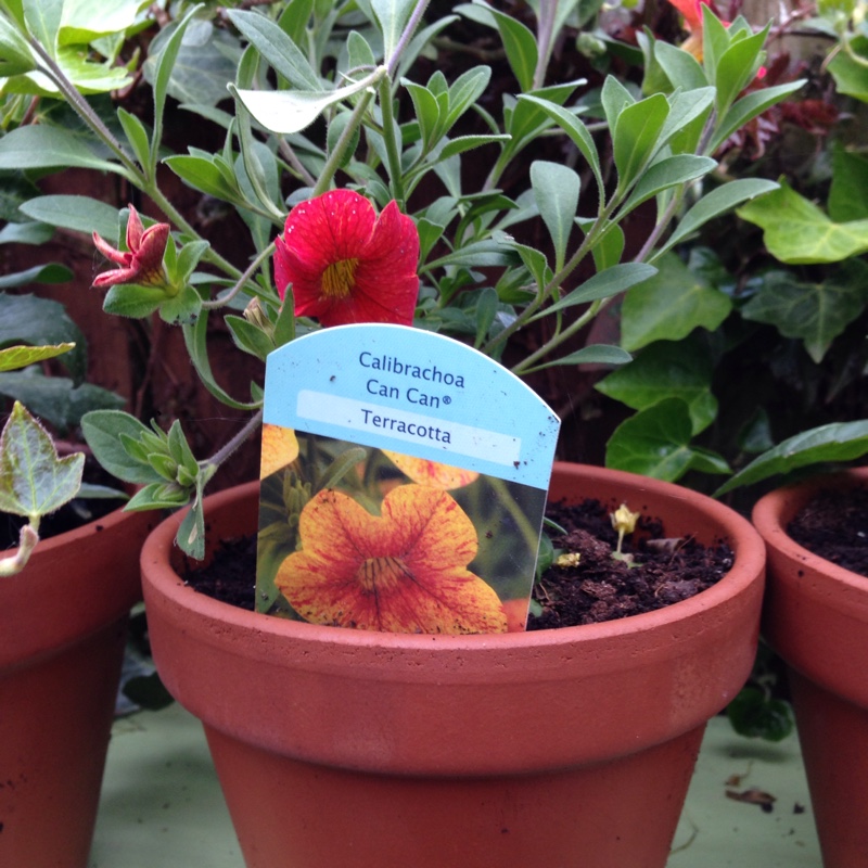 Plant image Calibrachoa Can Can 'Double Lemon'