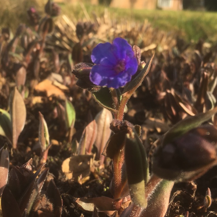 Plant image Pulmonaria 'Blue Ensign'