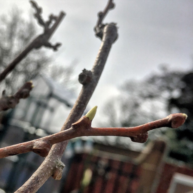 Plant image Actinidia arguta