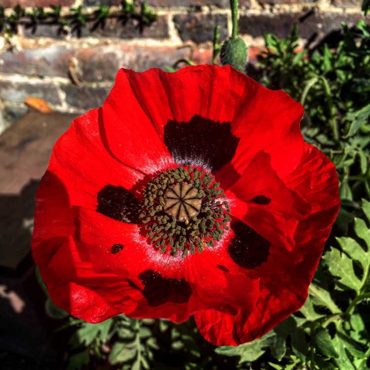 Plant image Papaver commutatum 'Ladybird'