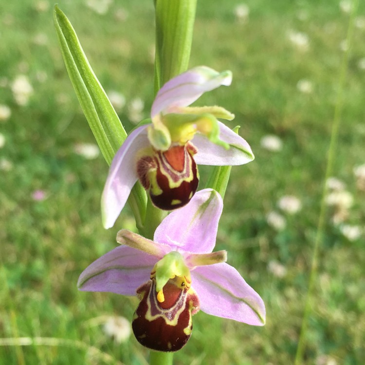 Plant image Ophrys apifera