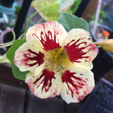 Tropaeolum majus