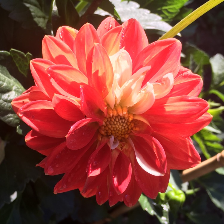 Plant image Dahlia 'Moulin Rouge'