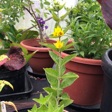 Lysimachia punctata