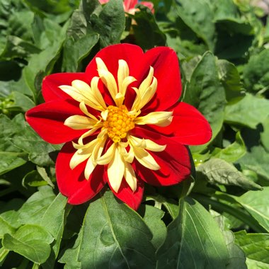 Dahlia 'Dahlietta Cindy' (Dahlietta Series) syn. Dahlia 'Dahlietta Surprise Cindy'