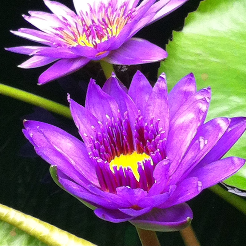 Purple Water Lily