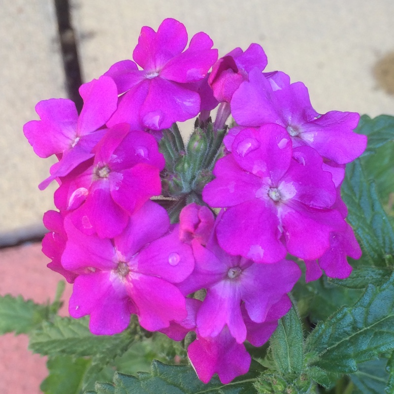 Plant image Nemesia 'Framboise'