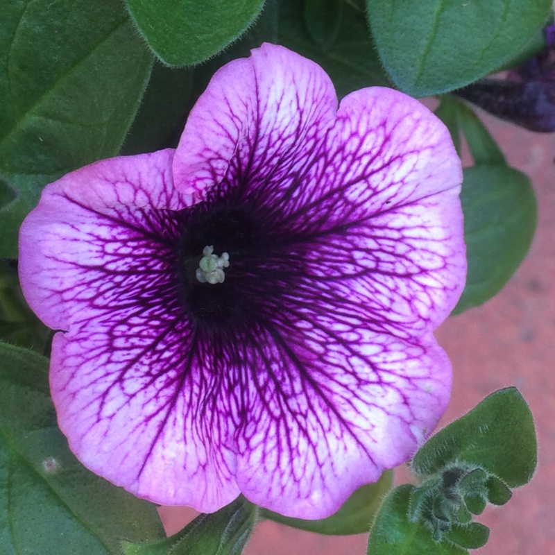 Plant image Petunia 'Cascadias Purple' (Cascadias Series) syn. Petunia 'Purple'