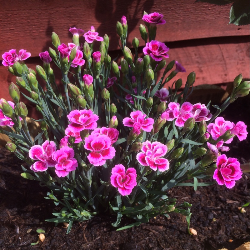 Plant image Anemone x hybrida 'Pink Kiss'