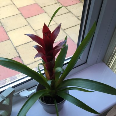 Guzmania