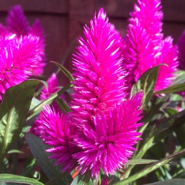 Cockscomb 'Glow Red'