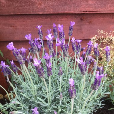 Lavender (Species) Lavender stoechas