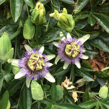 Passion Flower